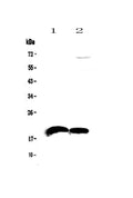 Anti-IL22 Antibody Picoband®