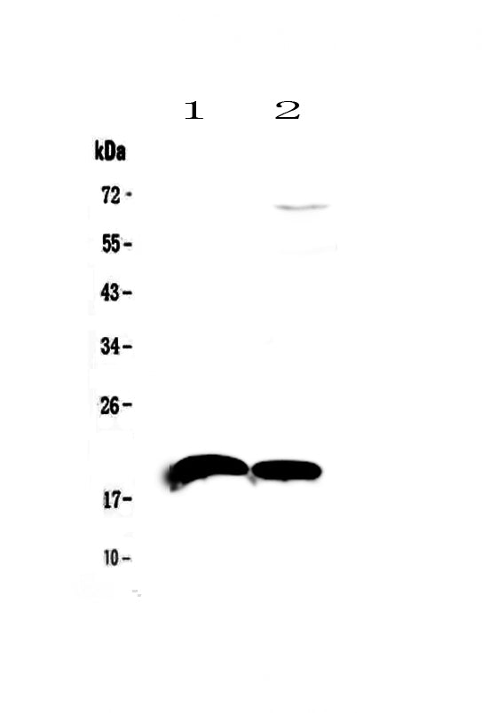 Anti-IL22 Antibody Picoband®