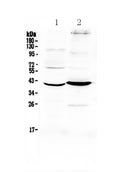 Anti-Follistatin/FST Antibody Picoband®
