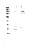 Anti-RanBP2 Antibody Picoband®