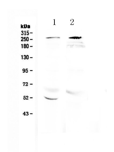 Anti-RanBP2 Antibody Picoband®