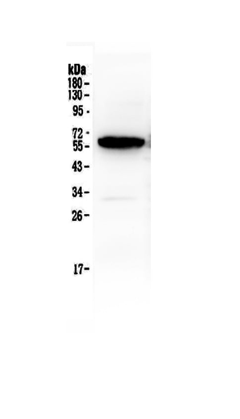 Anti-Syndecan-1/SDC1 Antibody Picoband®