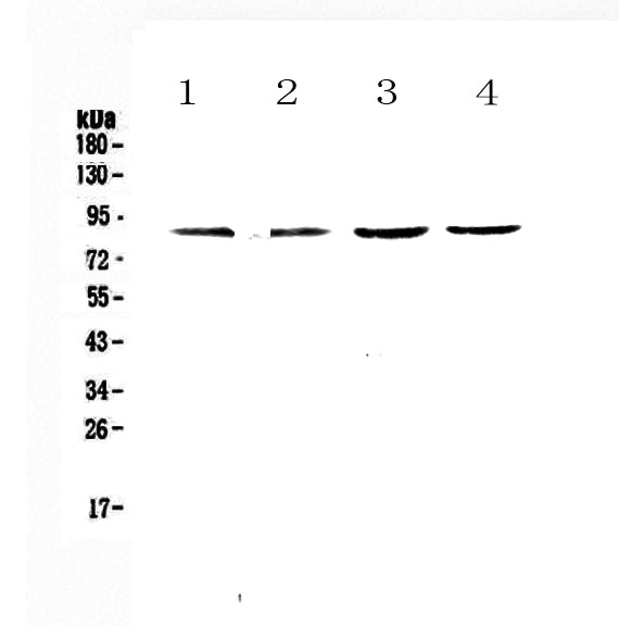 Anti-TBR2/Eomes Antibody Picoband®
