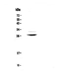Anti-Myelin Protein Zero/MPZ Antibody Picoband®