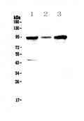 Anti-GNS Antibody Picoband®