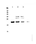 Anti-CBFb Antibody Picoband®
