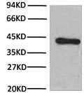 Fig. Western blot analysis (1:1000) of Î²-Actin expression in Hela cell lysates with HRP Conjugated Anti-Î²-Actin Mouse Monoclonal Antibody (1C7).