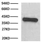 Fig. Western blot analysis (1:1000) of GAPDH expression in Hela cell lysates with HRP Conjugated Anti-GAPDH Mouse Monoclonal Antibody (2B5).