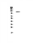 Anti-PMS2 Antibody Picoband®