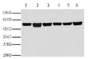 Fig.1. Western blot analysis of A549(1), rat brain (2), mouse brain (3), chicken lung (4) and rabbit testis(5), sheep muscle(6), diluted at 1:10000.