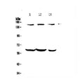 Anti-KCNH1 Antibody Picoband®