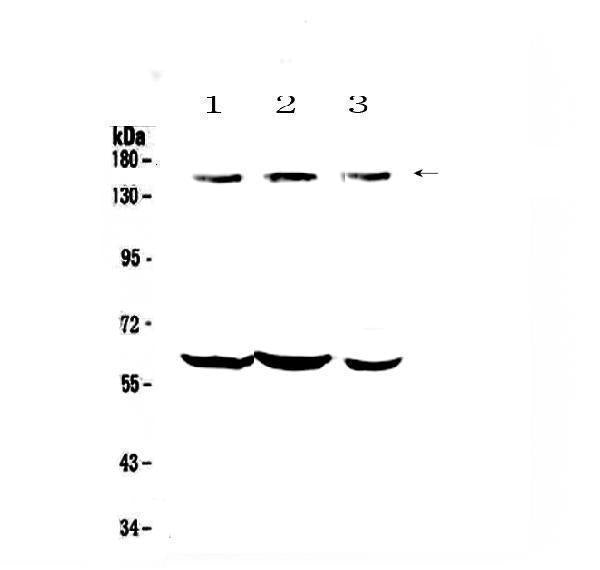 Anti-KCNH1 Antibody Picoband®