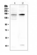 Anti-KCNH1 Antibody Picoband®