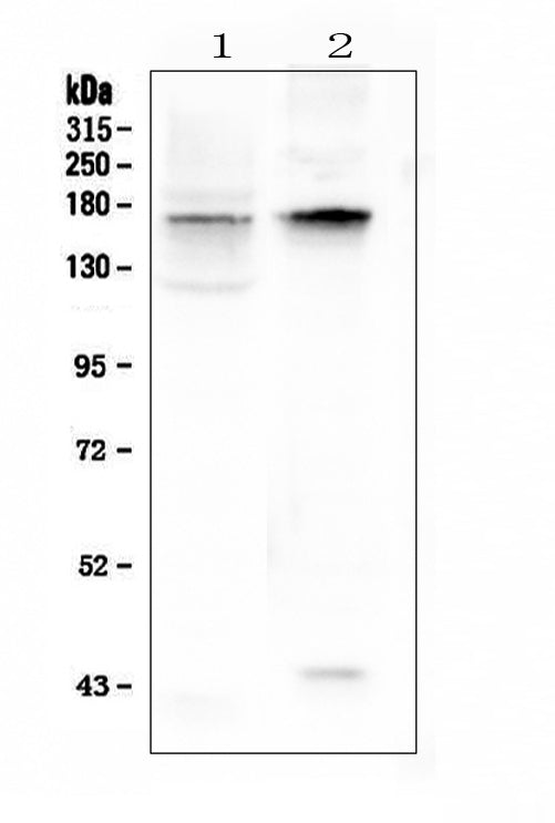 Anti-KCNH1 Antibody Picoband®