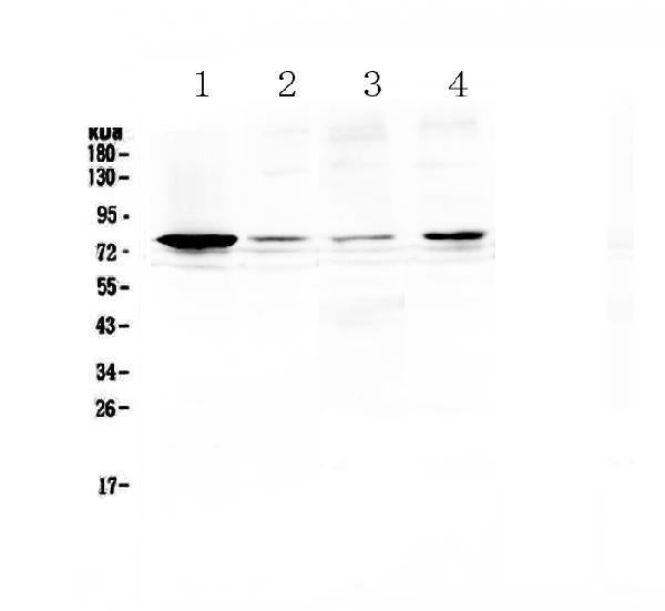 Anti-RANK/TNFRSF11A Antibody Picoband®