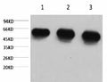 Fig.1. Western blot analysis of 1) Hela, 2) rat brian tissue, 3) mouse brain tissue, diluted at 1:5000.