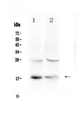 Anti-TSLP Antibody Picoband®