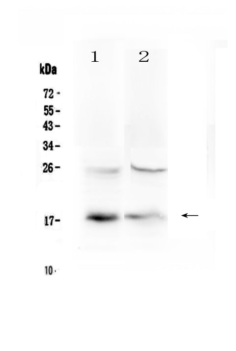 Anti-TSLP Antibody Picoband®