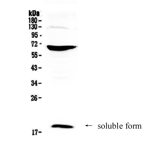 Anti-CD40L/CD40LG Antibody Picoband®