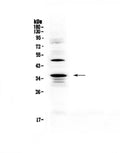 Anti-CD40L/Cd40lg Antibody Picoband®