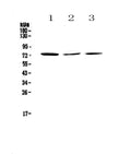 Anti-TORC2/CRTC2 Antibody Picoband®