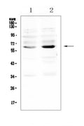 Anti-NRF1 Antibody Picoband®