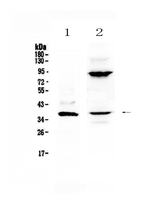 Anti-IL12B Antibody Picoband®
