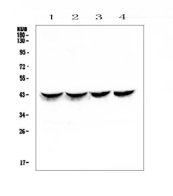 Anti-Cardiac Troponin T/TNNT2 Antibody Picoband®
