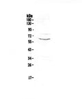 Anti-CD1c Antibody Picoband®
