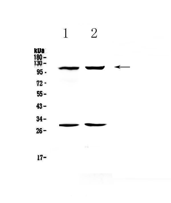 Anti-CD62P/Selp Antibody Picoband®