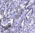 Anti-MDC1 Antibody