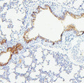 Anti-TIE2/TEK Antibody Picoband®