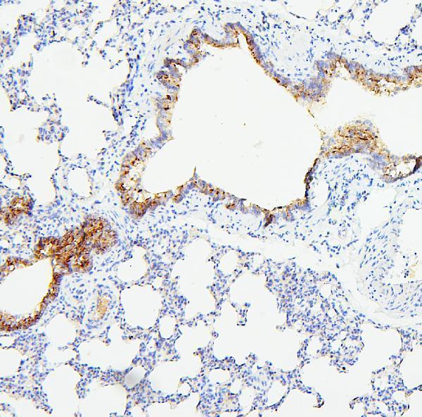 Anti-TIE2/TEK Antibody Picoband®