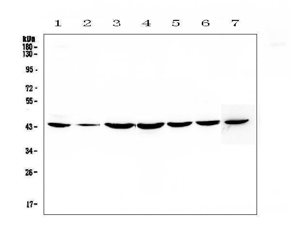 Anti-FLIP/CFLAR Antibody Picoband®