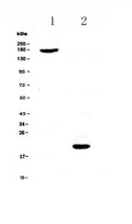 Anti-COL18A1 Antibody Picoband®