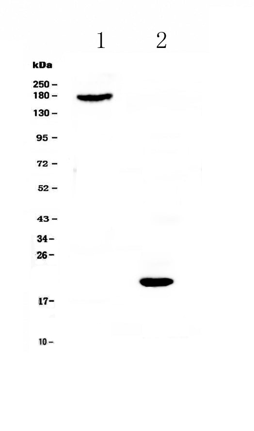 Anti-COL18A1 Antibody Picoband®