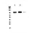 Anti-SATB1 Antibody Picoband®