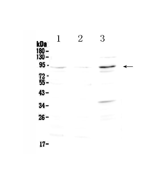 Anti-FOXP2 Antibody Picoband®