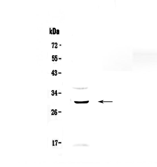 Anti-GPCR GPR40/FFAR1 Antibody Picoband®