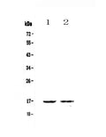 Anti-Galectin 10/CLC Antibody Picoband®