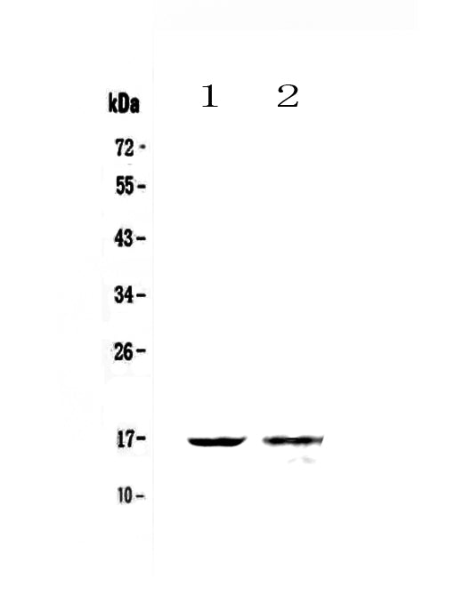 Anti-Galectin 10/CLC Antibody Picoband®