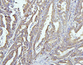 Anti-EIF4G1 Antibody Picoband®