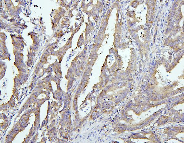 Anti-EIF4G1 Antibody Picoband®