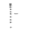 Anti-TRIM5 Antibody Picoband®