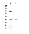 Anti-KiSS1 receptor/KISS1R Antibody Picoband®