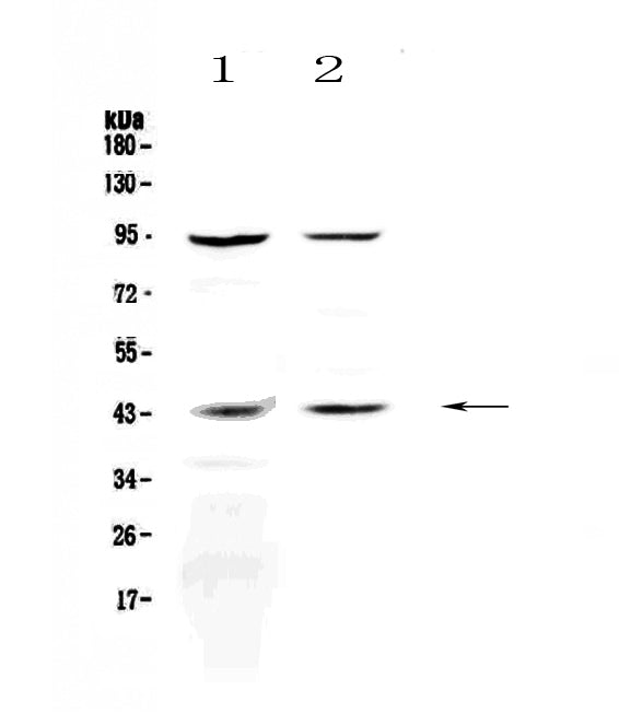 Anti-KiSS1 receptor/KISS1R Antibody Picoband®