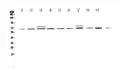 Anti-CDC45L Antibody Picoband®
