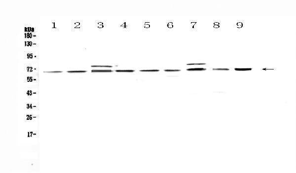 Anti-CDC45L Antibody Picoband®