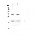 Anti-Pleiotrophin/PTN Antibody Picoband®