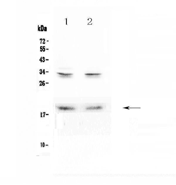 Anti-Pleiotrophin/PTN Antibody Picoband®